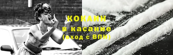 сатива Новозыбков