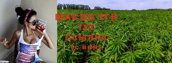 сатива Новозыбков