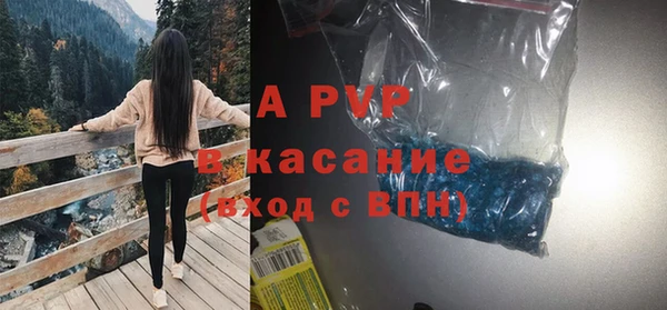 сатива Новозыбков