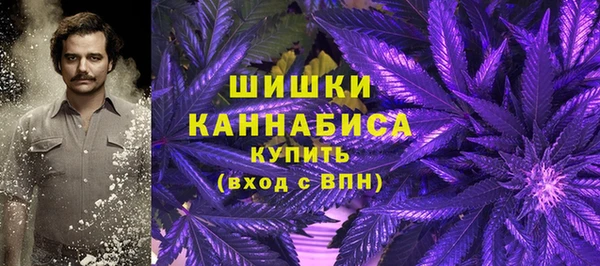 сатива Новозыбков